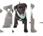 Small Labrador Retriever