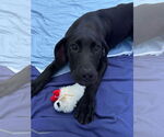 Small #2 Great Dane Mix