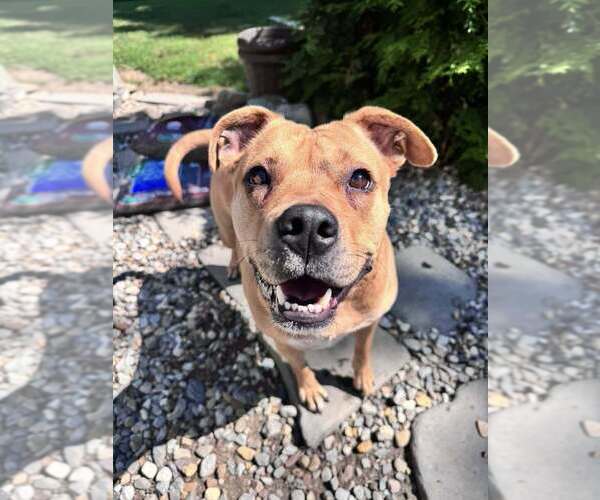 Medium Photo #10 American Pit Bull Terrier-Unknown Mix Puppy For Sale in New York, NY, USA