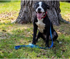 Boxer-Unknown Mix Dogs for adoption in Brooklyn Center, MN, USA