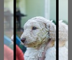Small #1 Poodle (Standard)