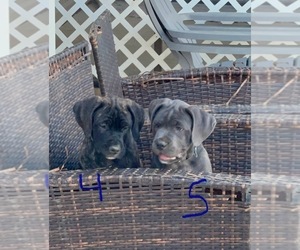 Cane Corso-Presa Canario Mix Puppy for sale in GRAHAM, NC, USA