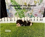 Small #2 Cavalier King Charles Spaniel