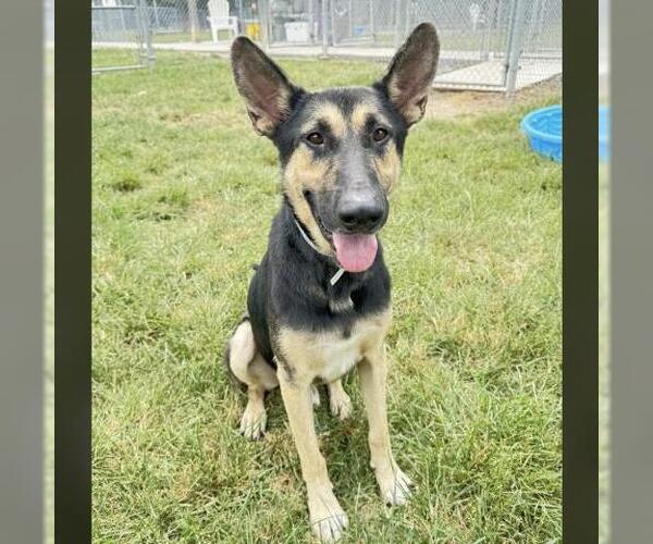 Medium Photo #2 German Shepherd Dog-Unknown Mix Puppy For Sale in Conroe, TX, USA
