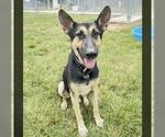 Small #1 German Shepherd Dog Mix
