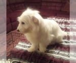 Small Photo #2 Coton de Tulear Puppy For Sale in HORSE BRANCH, KY, USA