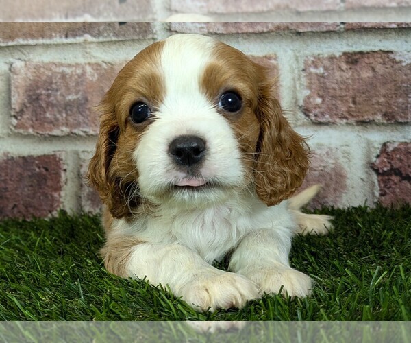 Medium Photo #10 Cavalier King Charles Spaniel Puppy For Sale in MOBERLY, MO, USA