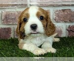 Small #9 Cavalier King Charles Spaniel