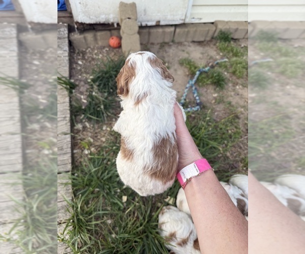 Medium Photo #66 Goldendoodle (Miniature) Puppy For Sale in FREDERICA, DE, USA