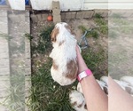 Small Photo #66 Goldendoodle (Miniature) Puppy For Sale in FREDERICA, DE, USA