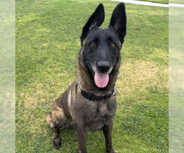 Medium Photo #1 Mutt Puppy For Sale in Camarillo, CA, USA