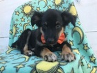 Small Photo #1 Australian Shepherd Puppy For Sale in QUARRYVILLE, PA, USA