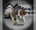 Small #13 Cavalier King Charles Spaniel