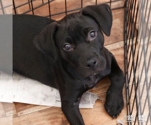 Medium Photo #7 Labrador Retriever-Unknown Mix Puppy For Sale in Washington, DC, USA
