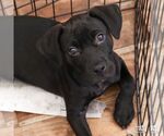 Small Photo #7 Labrador Retriever-Unknown Mix Puppy For Sale in Washington, DC, USA