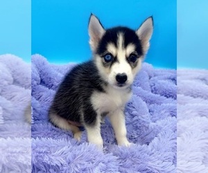 Siberian Husky Puppy for sale in SANDY HOOK, KY, USA