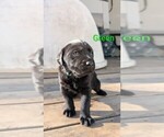 Small #3 Labrador Retriever