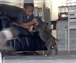 Small Photo #6 American Bully Puppy For Sale in DRY FORK, VA, USA