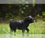 Scooby - Male Pug Puppy for Sale - Photo #5