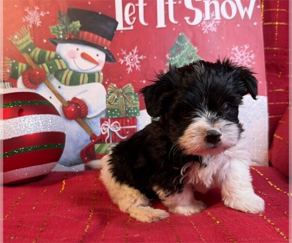 Medium Photo #2 Morkie Puppy For Sale in PEMBROKE PINES, FL, USA