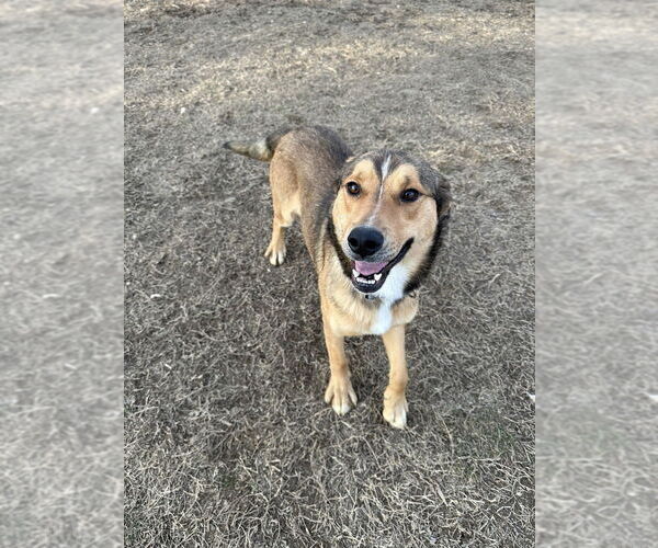 Medium Photo #3 Mutt Puppy For Sale in Evansville, IN, USA