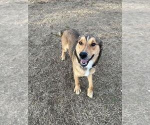 Clove - Male Mutt Dog for Adoption - Photo #3