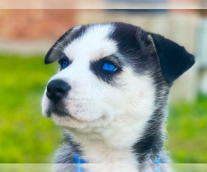Siberian Husky Puppy for sale in YUKON, OK, USA