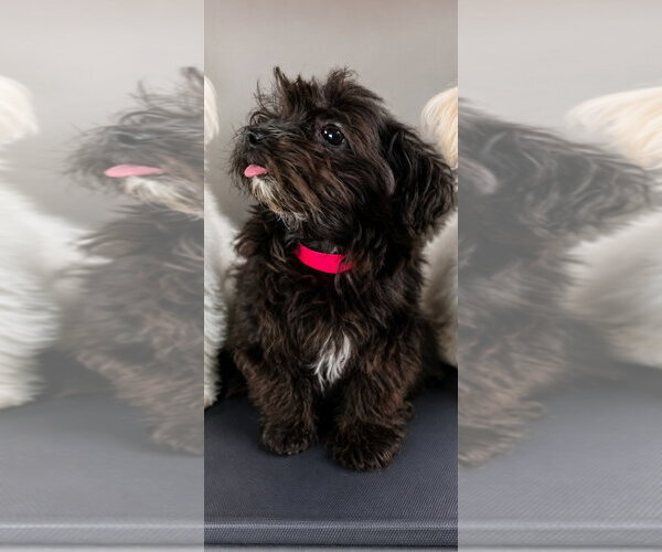 Medium Photo #1 Havamalt Puppy For Sale in Sanford, FL, USA