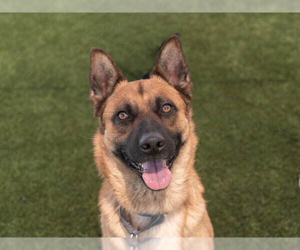 Medium Photo #3 German Shepherd Dog-Unknown Mix Puppy For Sale in Martinez, CA, USA
