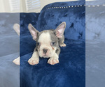 Small #20 French Bulldog