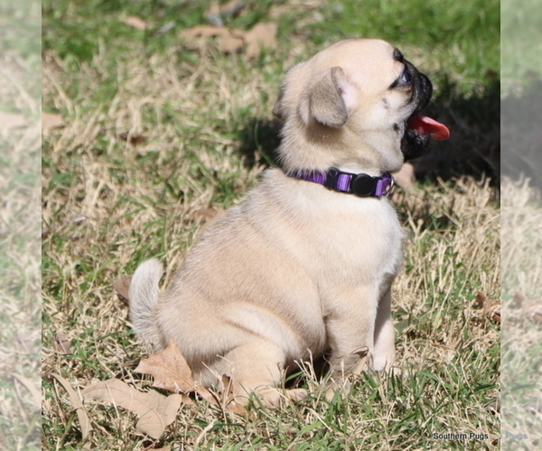 Medium Photo #32 Pug Puppy For Sale in WINNSBORO, TX, USA