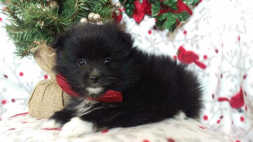 Medium Photo #3 Pomeranian Puppy For Sale in EDEN, PA, USA