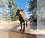 Small Photo #58 German Shorthaired Pointer Puppy For Sale in DENVER, CO, USA