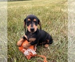 Small #2 Dachshund