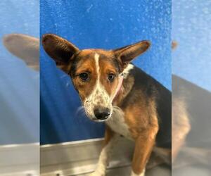 Texas Heeler-Unknown Mix Dogs for adoption in Visalia, CA, USA