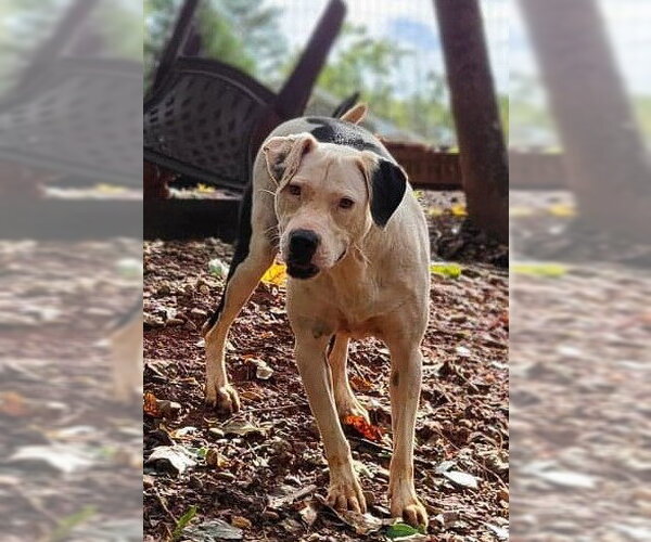 Medium Photo #5 American Pit Bull Terrier-Unknown Mix Puppy For Sale in Greenville, SC, USA