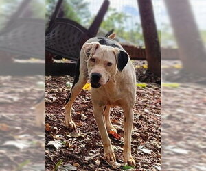 Knox - Female American Pit Bull Terrier-Unknown Mix Dog for Adoption - Photo #5