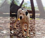 Small #4 American Pit Bull Terrier Mix