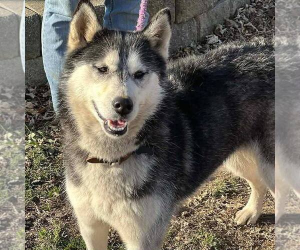 Medium Photo #2 Siberian Husky Puppy For Sale in Martinsburg, WV, USA