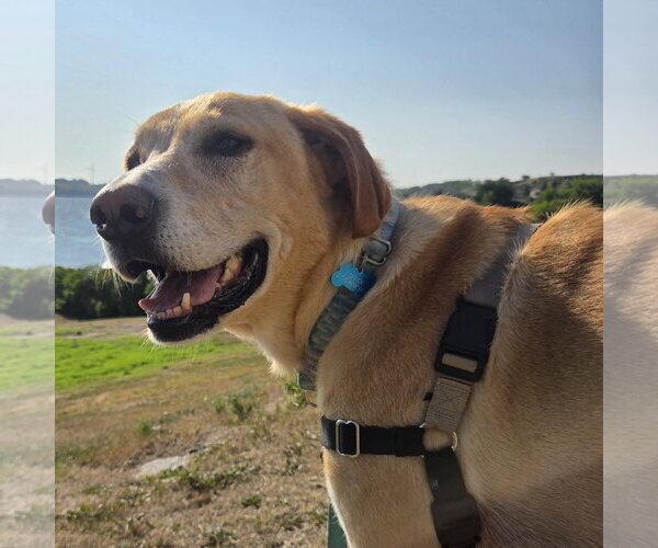 Medium Photo #1 Labrenees Puppy For Sale in Fargo, ND, USA