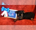 Small #3 Yorkshire Terrier