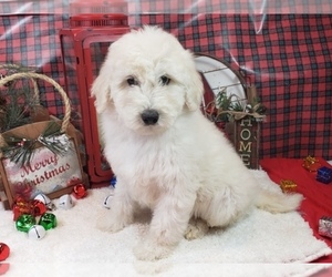 Goldendoodle-Poodle (Toy) Mix Puppy for sale in BLACK FOREST, CO, USA