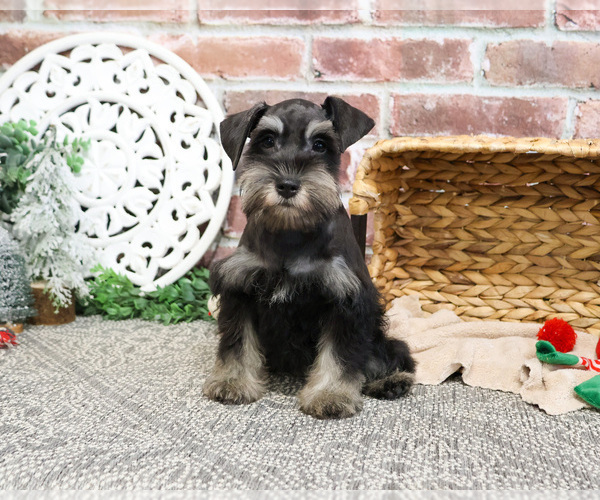 Medium Photo #5 Schnauzer (Miniature) Puppy For Sale in SYRACUSE, IN, USA