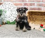 Small #4 Schnauzer (Miniature)