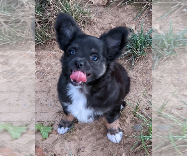 Medium Photo #11 Chihuahua Puppy For Sale in LEBANON, PA, USA