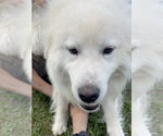 Small #3 Great Pyrenees
