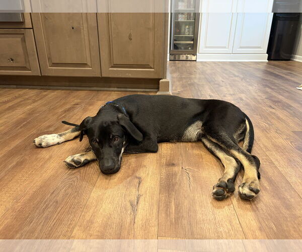 Medium Photo #5 Mountain Cur-Unknown Mix Puppy For Sale in Rockaway, NJ, USA