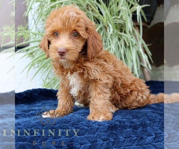 Medium Photo #2 Goldendoodle (Miniature) Puppy For Sale in NARVON, PA, USA