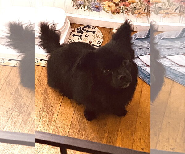 Medium Photo #3 Chion Puppy For Sale in Mount Airy, NC, USA