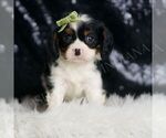 Small Photo #41 Cavalier King Charles Spaniel Puppy For Sale in WARSAW, IN, USA